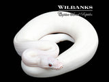 Blue Eyed Leucistic (Mojave Butter) Ball Python ♂ '25