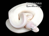 Blue Eyed Leucistic (Super Mojave) Clown Ball Python ♀ '26