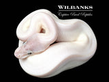 Blue Eyed Leucistic (Super Mojave) Ball Python ♂ '26