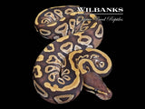 Mojave Ball Python ♂ '26