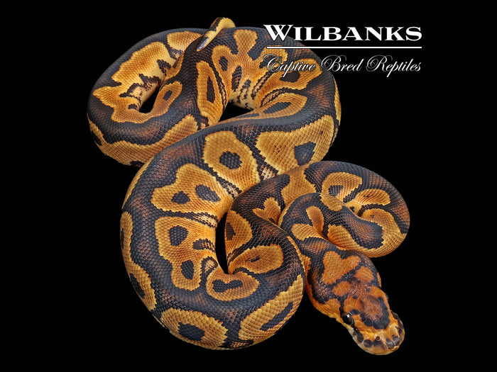 Clown Ball Python ♀ '26