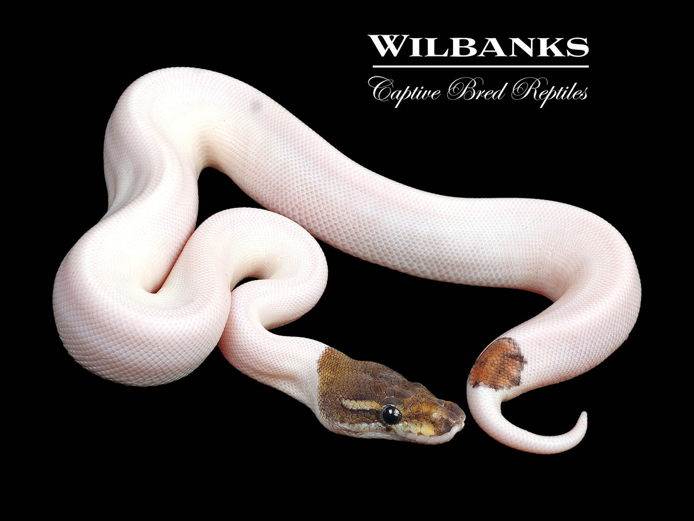 Cinnamon Pied Ball Python ♂ '24