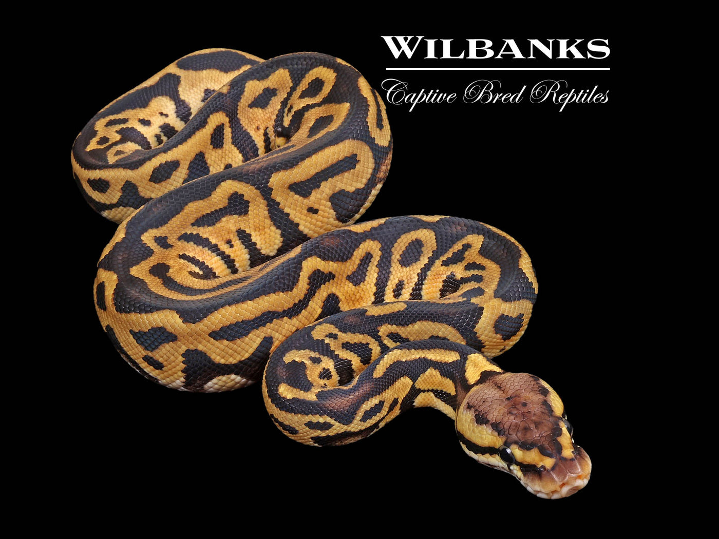 Pastel Leopard 100% Het. Clown Ball Python ♀ '24