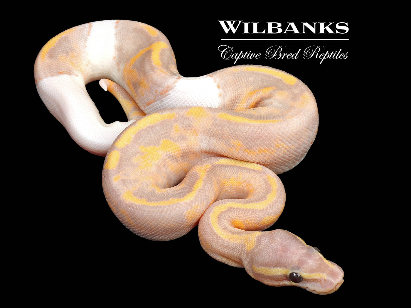 Banana Mahogany Pied Ball Python ♂ '24