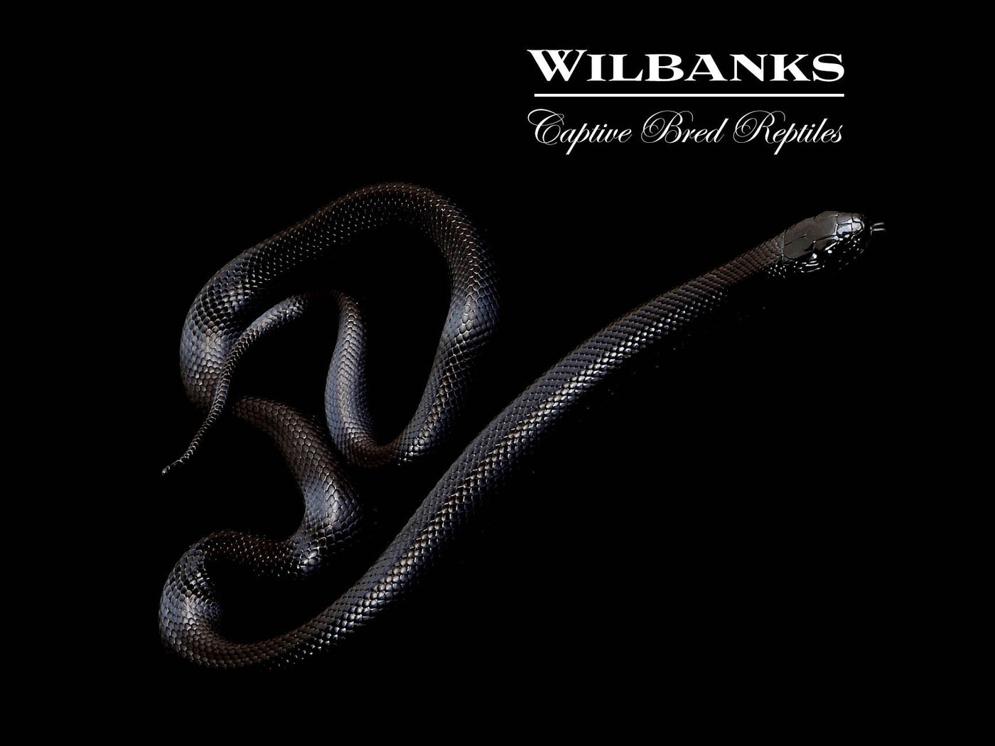 Mexican Black Kingsnake ♂ '24