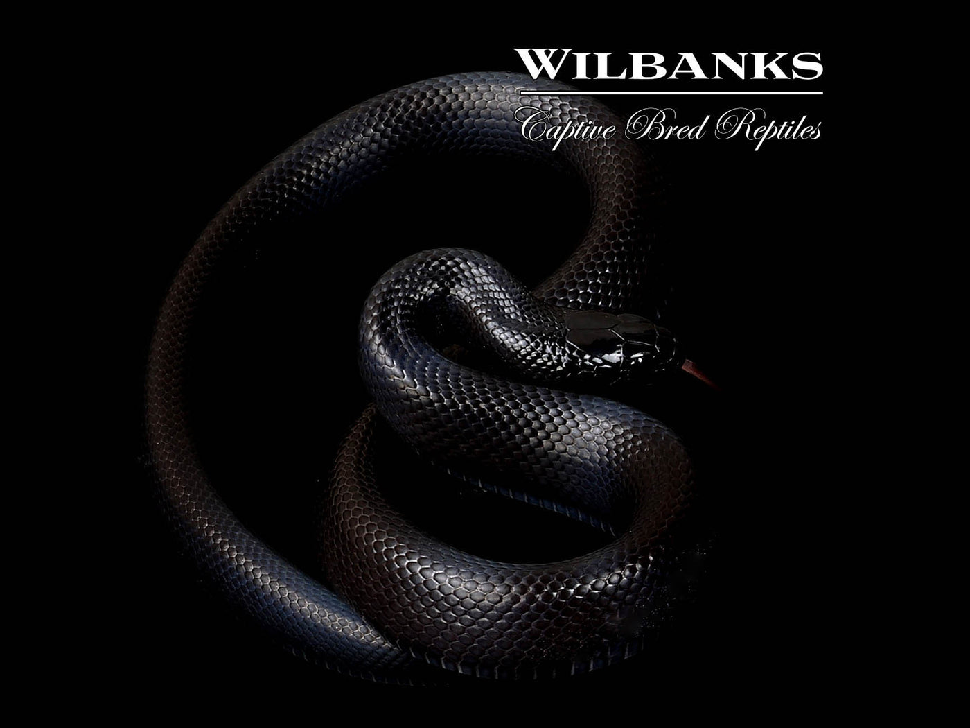 Mexican Black Kingsnake ♀ '24