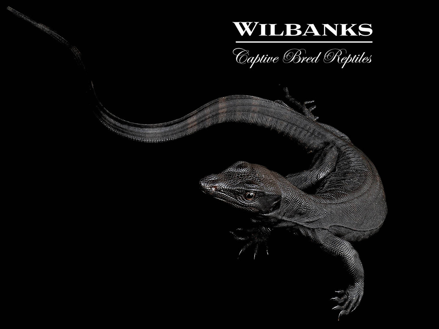 Black Dragon Asian Water Monitor USCBB '25