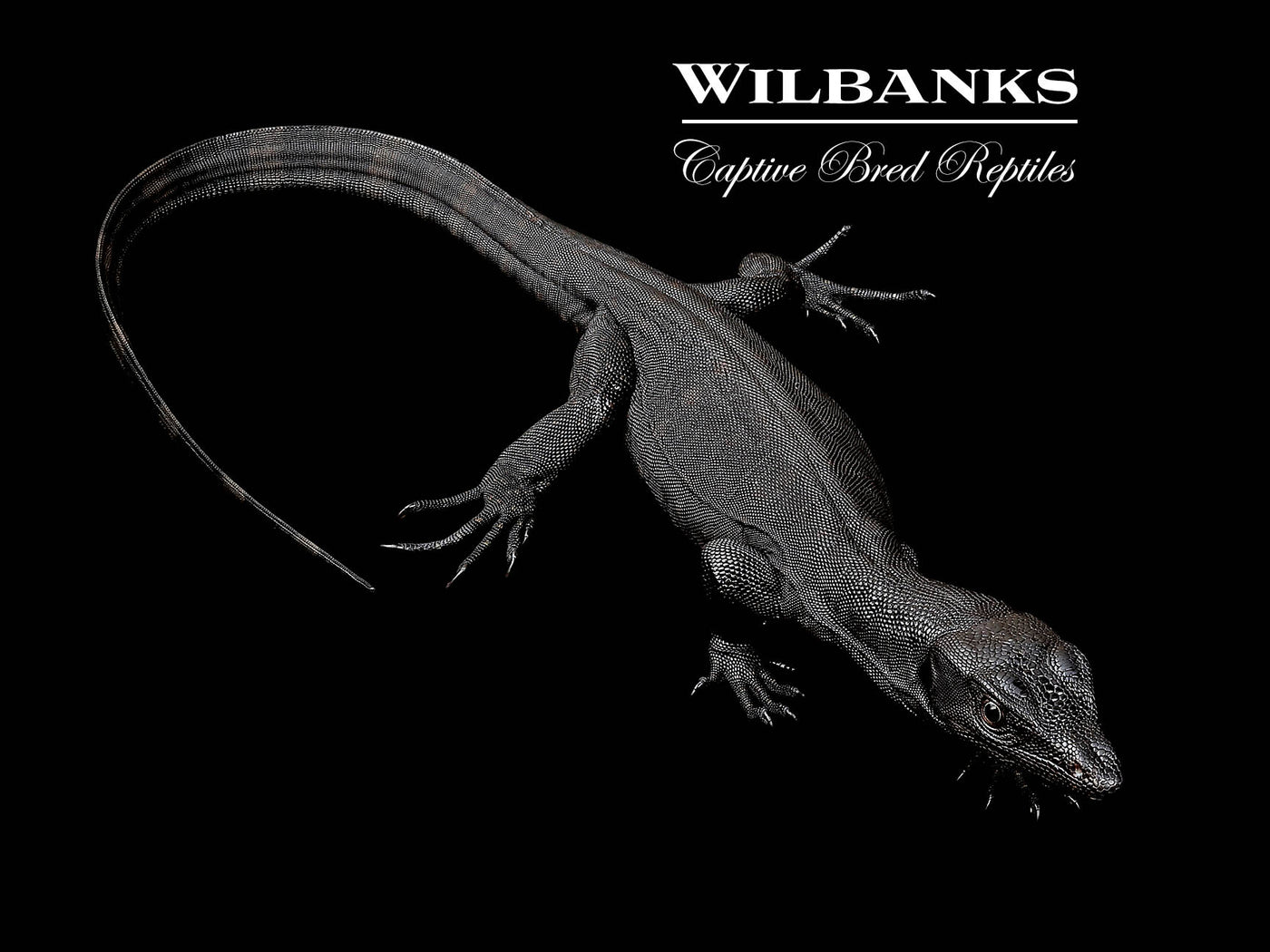 Black Dragon Asian Water Monitor USCBB '25