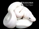 Blue Eyed Leucistic (Mojave Butter) Ball Python ♂ '26
