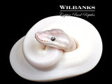 Blue Eyed Leucistic (Super Mojave) Ball Python ♂ '26