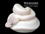 Blue Eyed Leucistic (Super Mojave) Ball Python ♀ '26