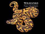 Pastel Enchi Leopard 100% Het. Orange Crush 50% PH Pied Ball Python ♀ '26