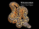 Pastel Orange Crush 50% PH Pied Ball Python ♂ '26