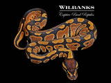 Normal Ball Python ♀ '26