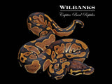 Normal Ball Python ♀ '26