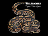 Cinnamon Ball Python ♀ '26
