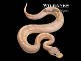Banana Cinnamon Sugar Ball Python ♂ '26