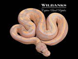 Banana Cinnamon Sugar Ball Python ♂ '26