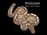 Butter Ball Python ♂ '26