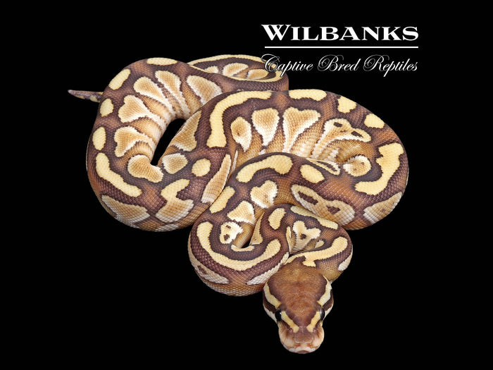 Butter Ball Python ♀ '26