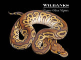 Mojave Clown Ball Python ♂ '26