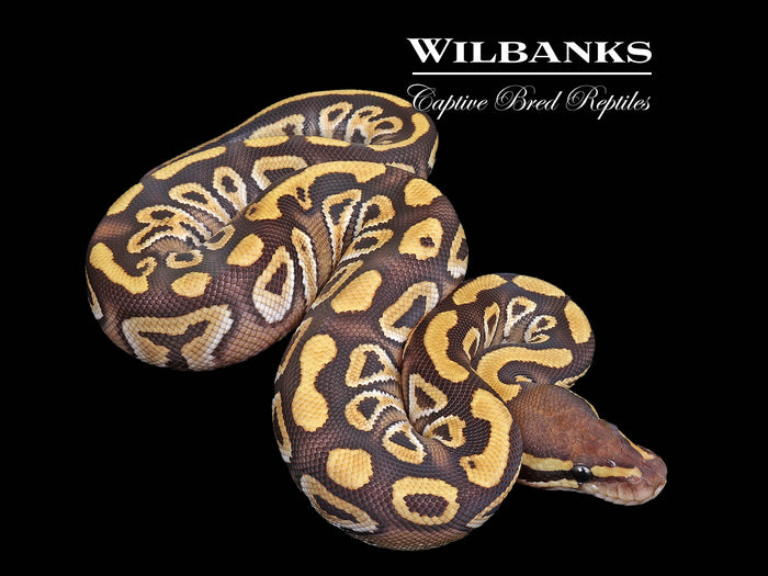 Mojave Ball Python ♀ '26