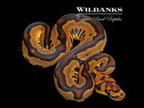 Leopard Clown Ball Python ♀ '26