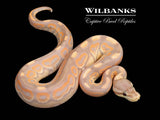 Banana Cinnamon 100% Het. Clown Ball Python ♂ '26
