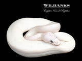 White Diamond Blue Eyed Leucistic (Super Russo) Ball Python ♀ '26