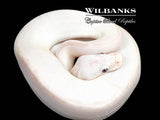 White Diamond Blue Eyed Leucistic (Super Russo) Ball Python ♀ '26