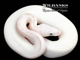 White Diamond Blue Eyed Leucistic (Super Russo) Ball Python ♀ '26