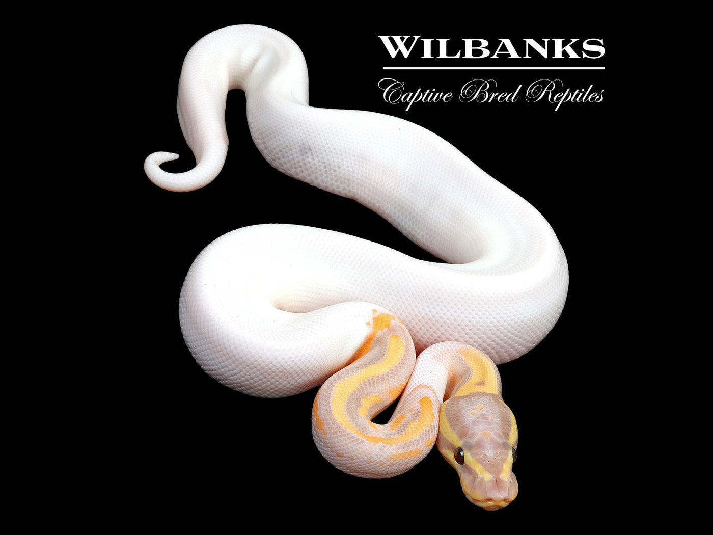 Banana Pied Ball Python ♂ '24