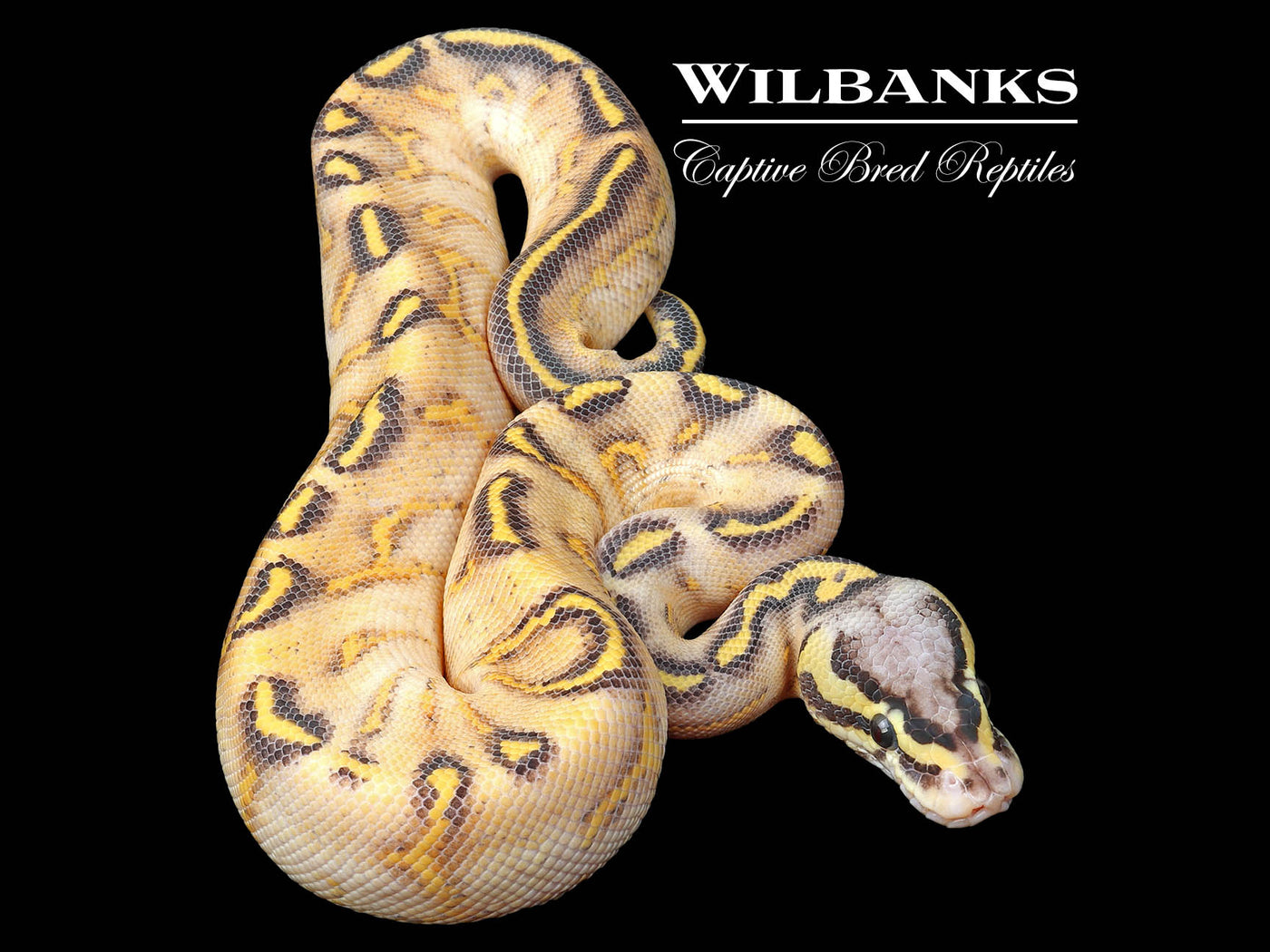 Pastel Highway Ball Python ♂ '24