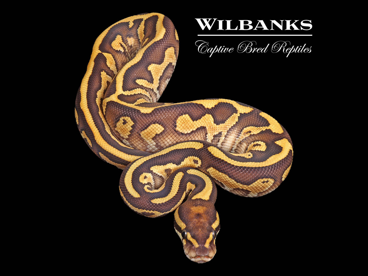 Leopard Butter Yellow Belly 100% Het. Orange Crush Ball Python ♂ '24