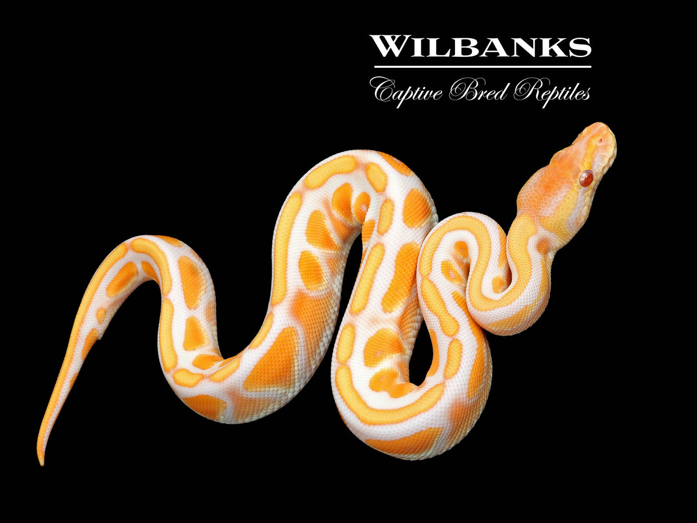 Lavender Albino Cinnamon Enchi Cypress Ball Python ♀ '25