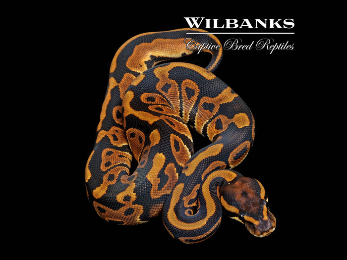 Leopard Ball Python ♀ '26