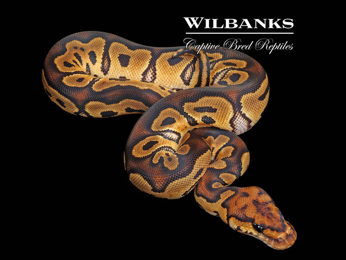 Clown Ball Python ♀ '26