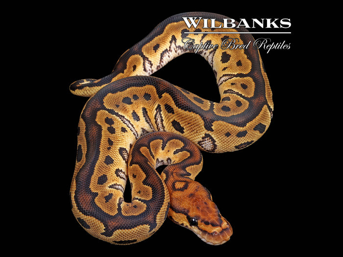 Clown Ball Python ♀ '26