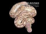 Banana Black Phantom Ball Python ♂ '26