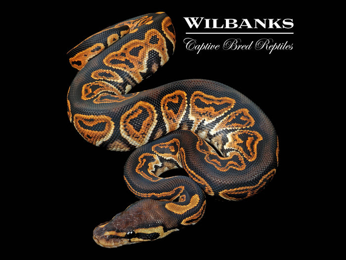 Black Pastel Ball Python ♀ '26