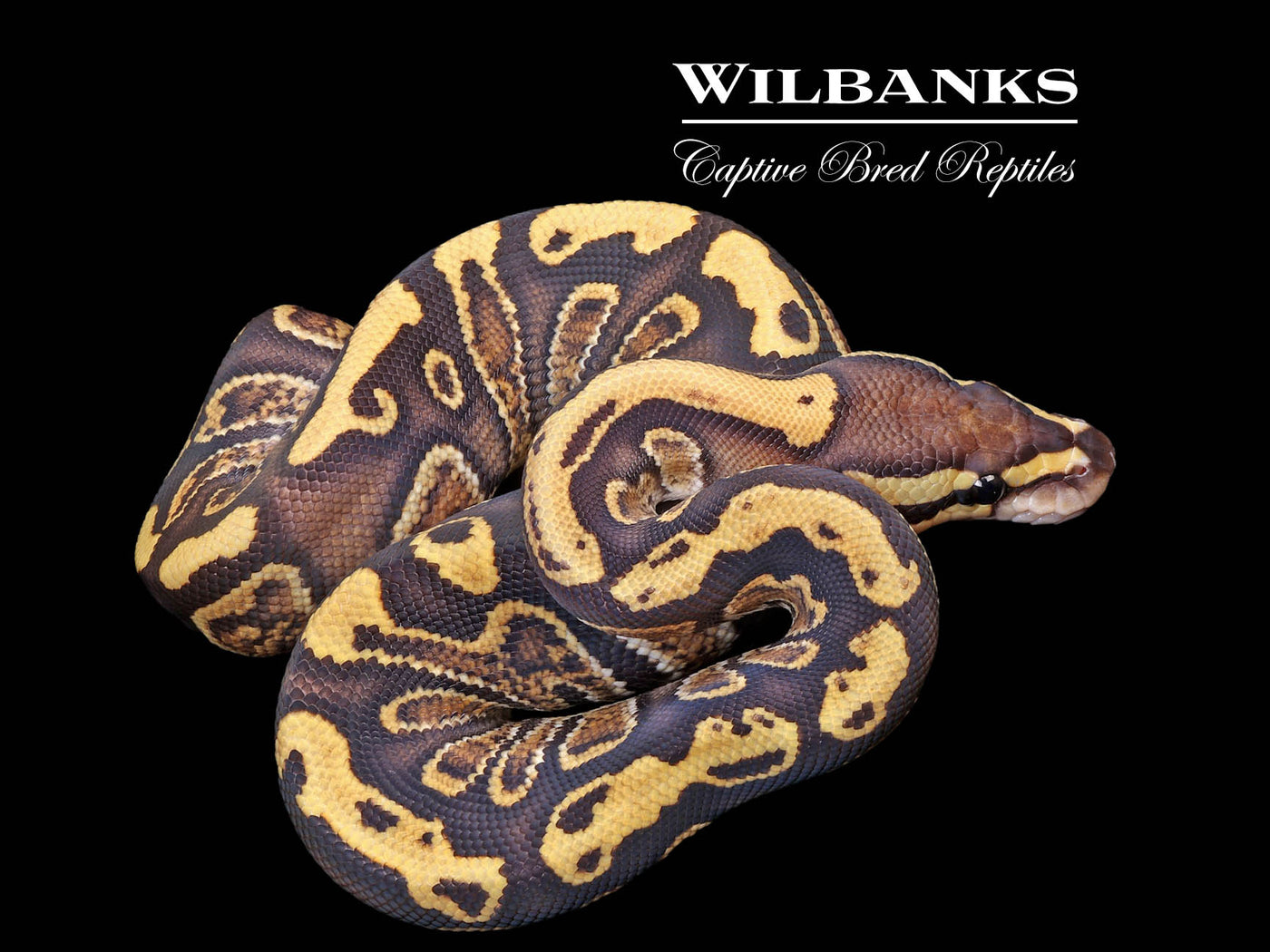 GHI Fire 100% Het. Clown Ball Python ♀ '24