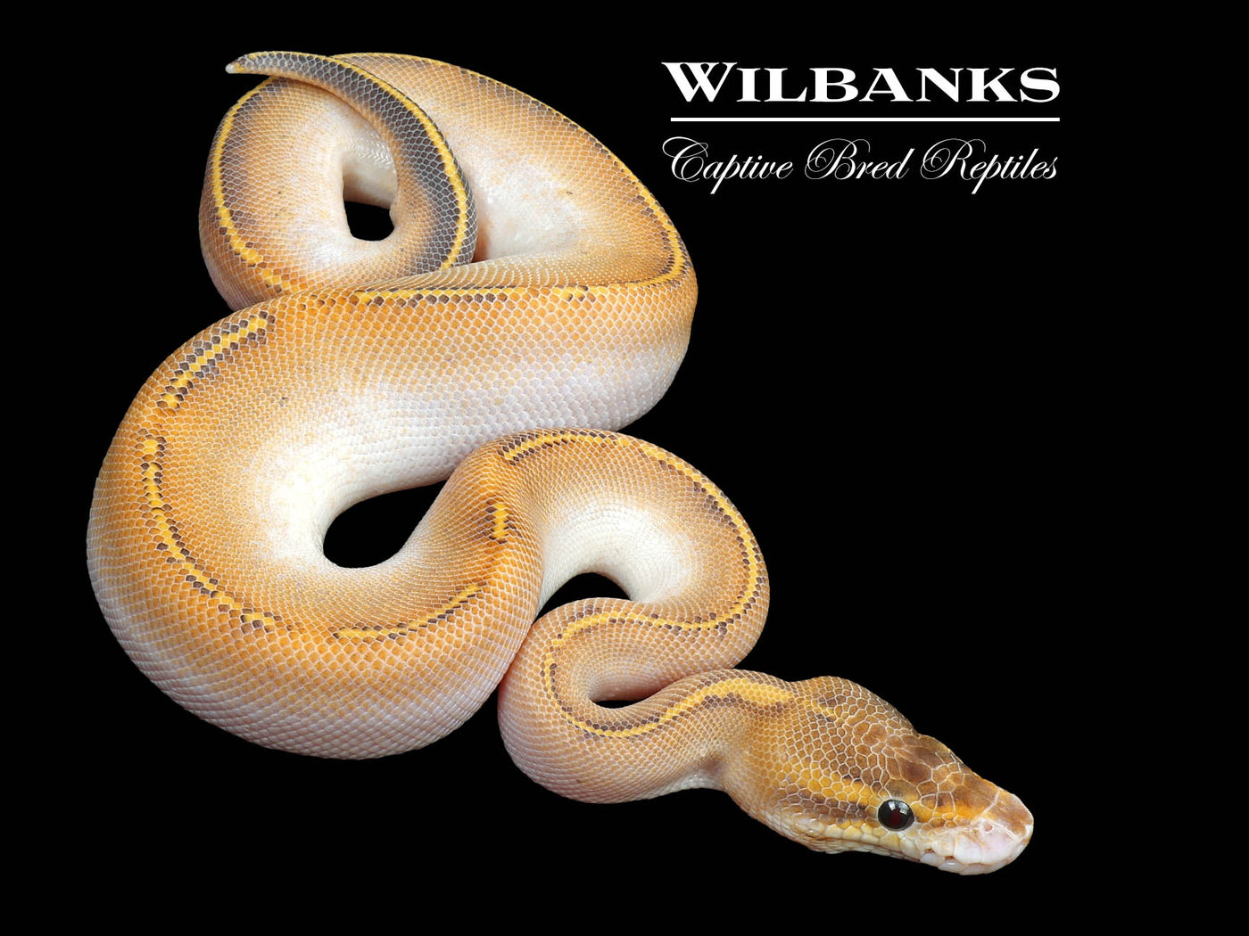 Stranger Highway Ball Python ♂ '24