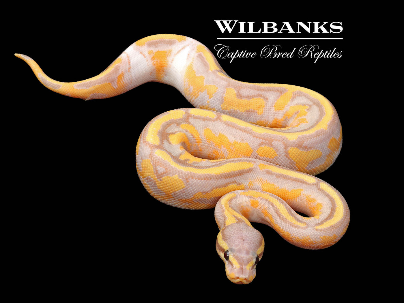 Banana Pied Ball Python ♀ '24