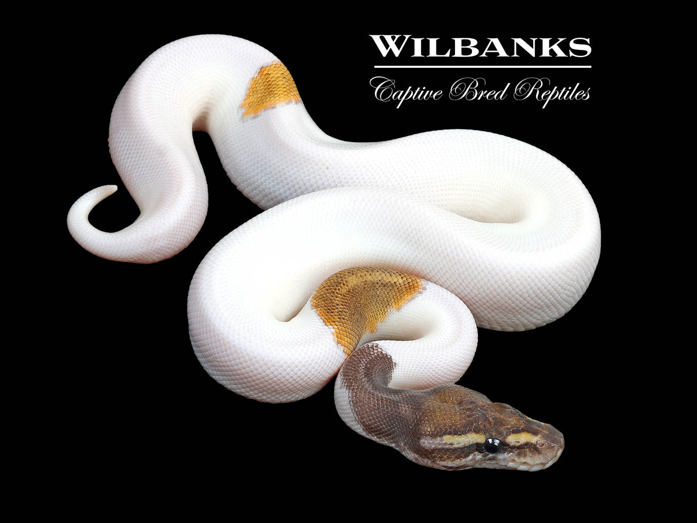 Mojave Pied Ball Python ♀ '24