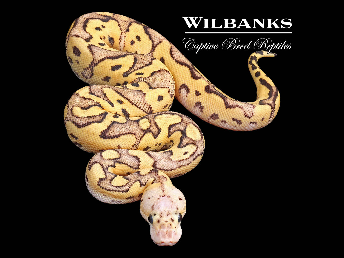 Firefly Clown Ball Python ♂ '24