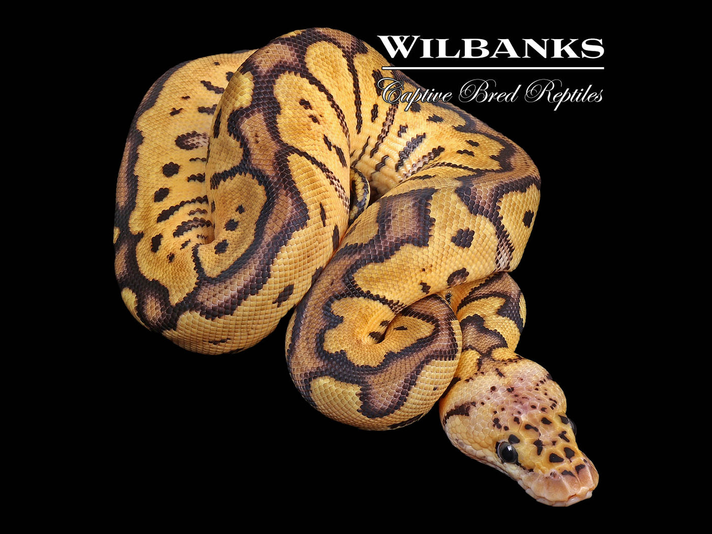 Pastel Clown Ball Python ♀ '24