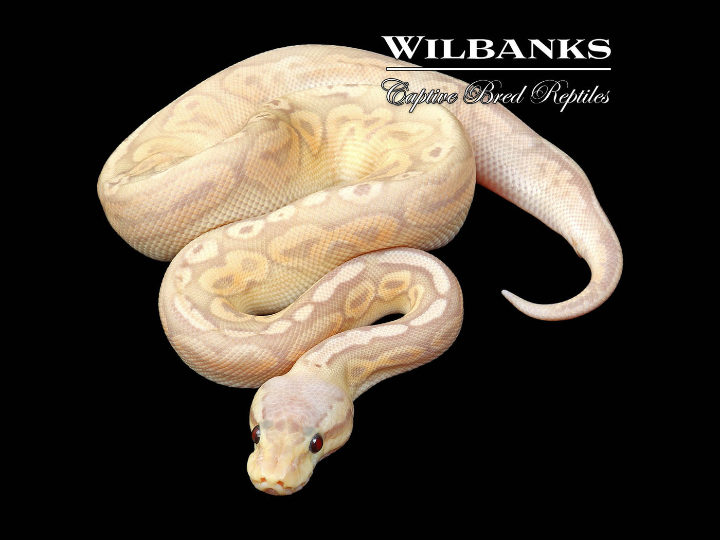 Super Banana Pewter Ball Python ♂ '24