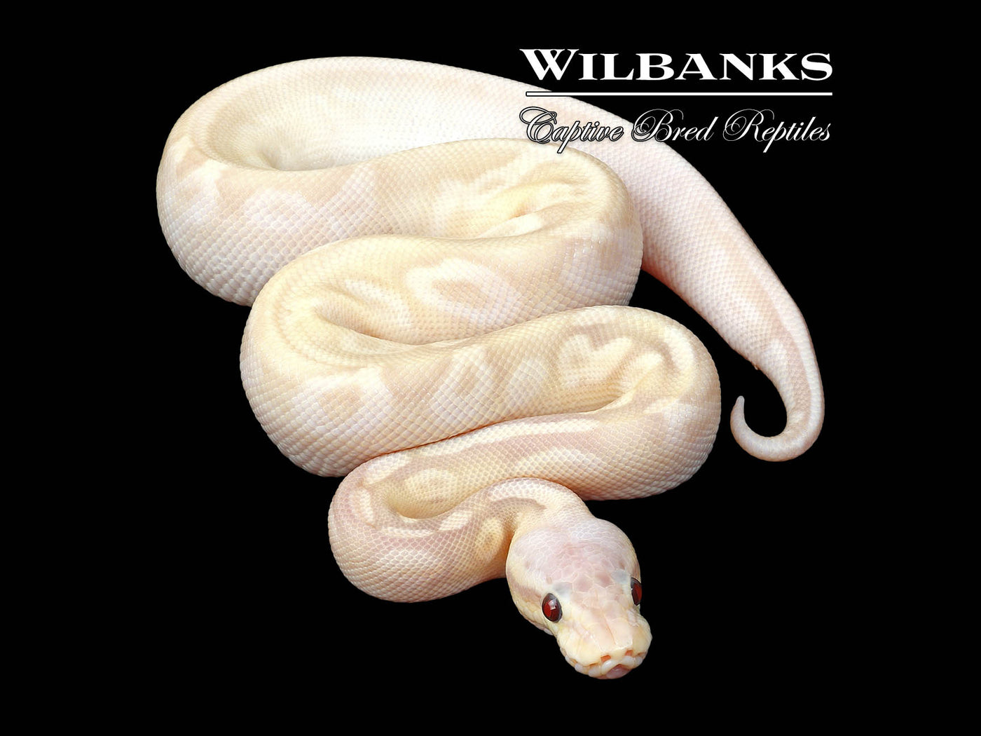 Super Banana Pewter Sugar Ball Python ♂ '24