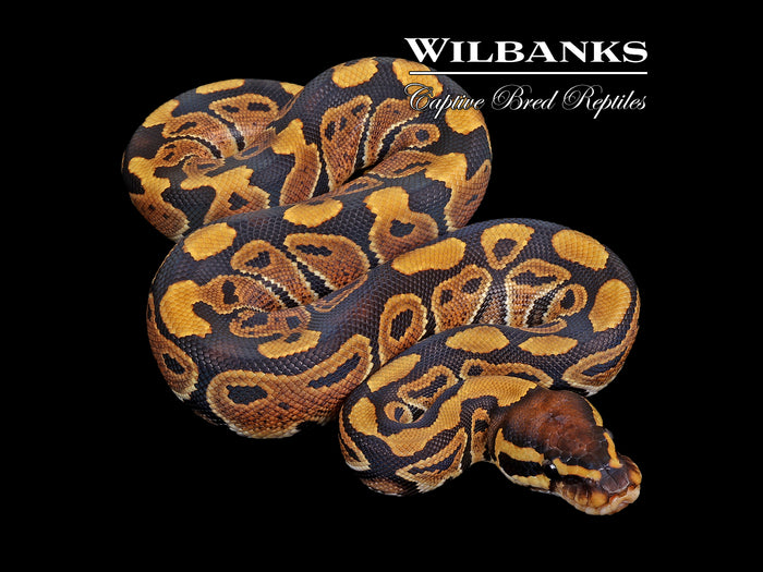 100% Het. Clown Ball Python ♀ '26