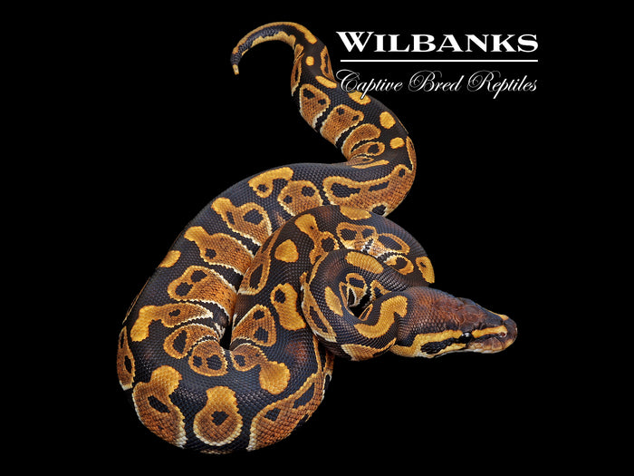 100% Het. Clown Ball Python ♀ '26